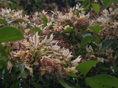 Crateva adansonii formosensis