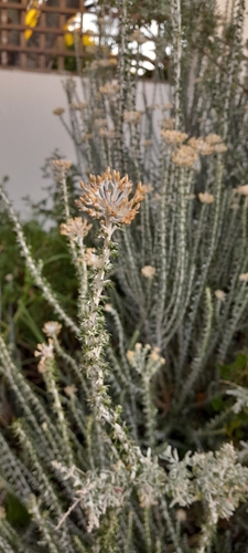 Image of Metalasia muricata by (c) Dagmar Gleiss, some rights reserved (CC BY-SA)