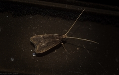 Lecithocera imprudens