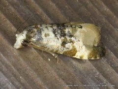 Phalonidia memoranda