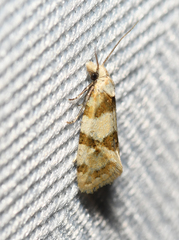Aethes argentilimitana