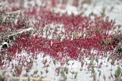 Salicornia rubra