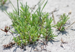 Salicornia rubra