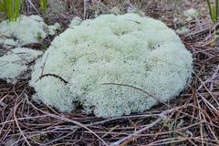 Cladonia confusa