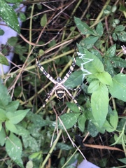 Argiope argentata image