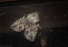 Calathusa basicunea