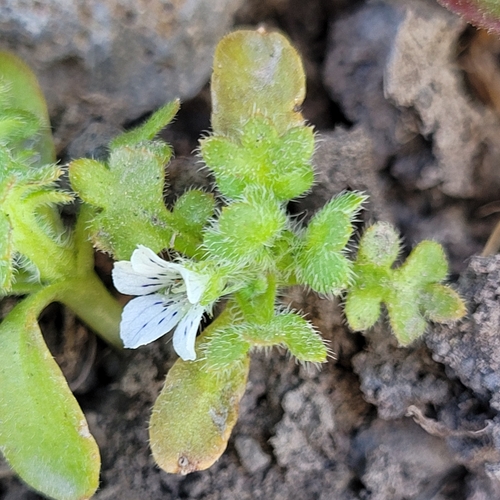 Image of Nemophila pedunculata by (c) Konshau Duman, some rights reserved (CC BY)