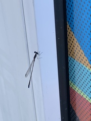 Nehalennia pallidula