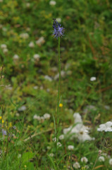 Phyteuma persicifolium