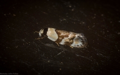 Euphiltra epilecta