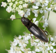 Ectinus piloselloides