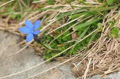 Gentiana bavarica bavarica