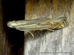 Isophrictis magnella
