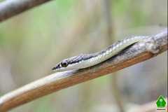 Dendrelaphis inornatus