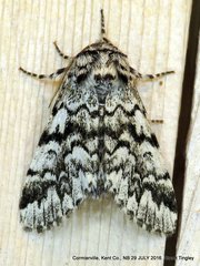 Panthea acronyctoides