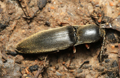 Ectinus piloselloides