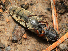 Ectinus piloselloides