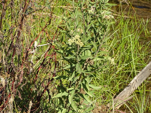 Image of Nidorella ivifolia by (c) Shaun Swanepoel, some rights reserved (CC BY)