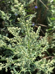 Chenopodium album