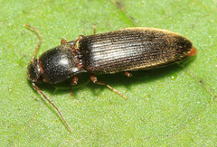 Dalopius puerilis