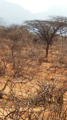 Struthio molybdophanes