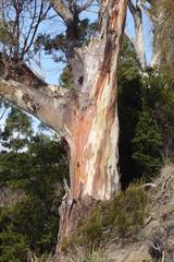 Eucalyptus globulus globulus