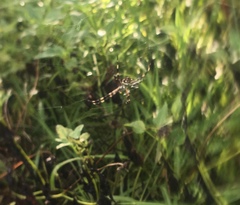 Argiope argentata image