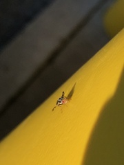 Rhagoletis pomonella