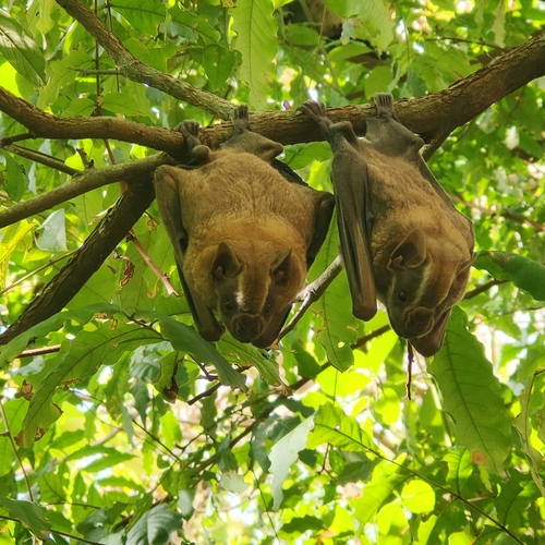 Great Fruit-eating Bat