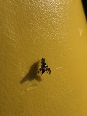 Rhagoletis pomonella