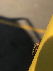 Rhagoletis pomonella