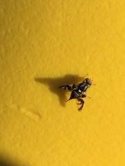 Rhagoletis pomonella