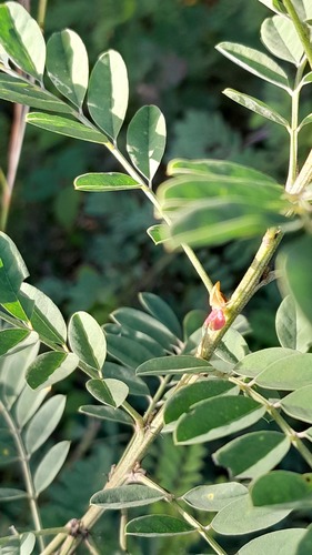 Indigofera arrecta observed 2025-04-28