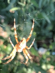Araneus diadematus