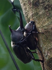 Trypoxylus dichotomus