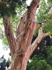 Trypoxylus dichotomus