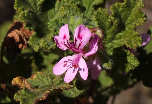 Pelargonium panduriforme 3