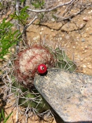 Melocactus curvispinus