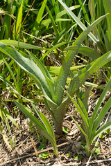Ledebouria floribunda