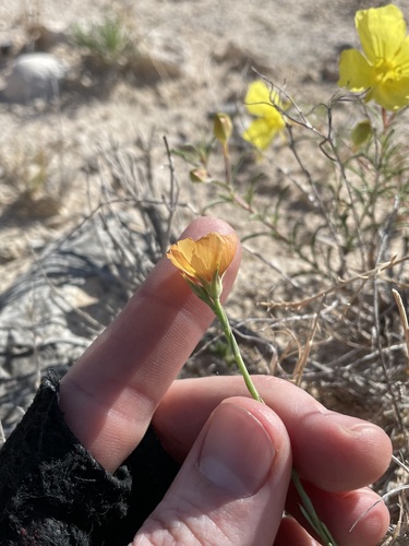 Image of Linum allredii by (c) Martin Purdy, some rights reserved (CC BY)