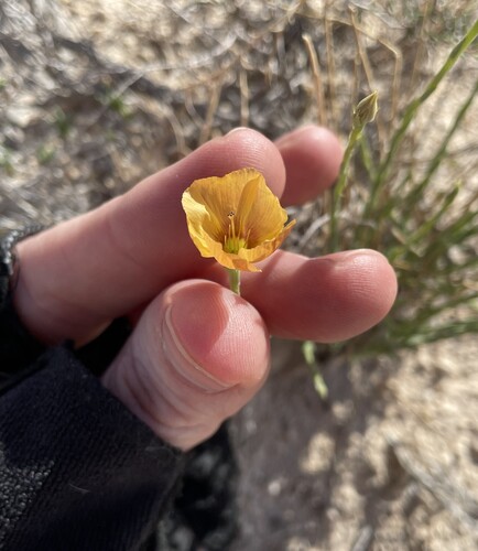 Image of Linum allredii by (c) Martin Purdy, some rights reserved (CC BY)