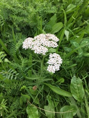 Achillea millefolium