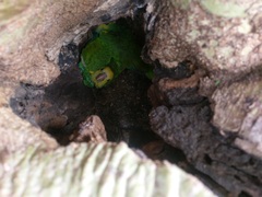 Amazona barbadensis