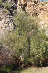Passerina falcifolia