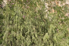 Passerina falcifolia