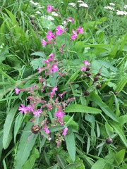 Silene dioica