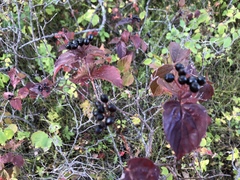 Viburnum rafinesqueanum