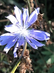 Cichorium intybus