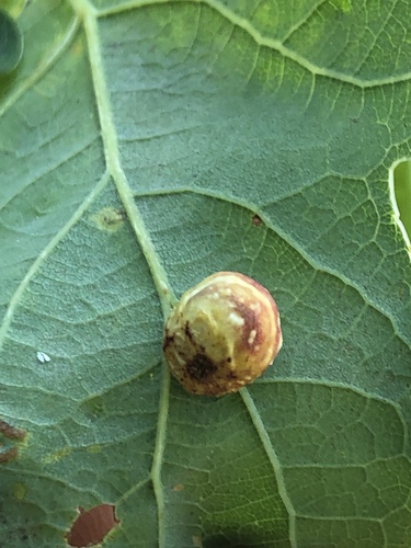 Striped Pea Gall Wasp
