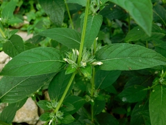 Triosteum